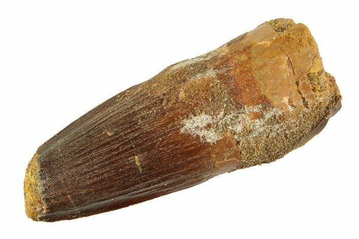 Fossil Spinosaurus Tooth - Feeding Worn Tip #354733